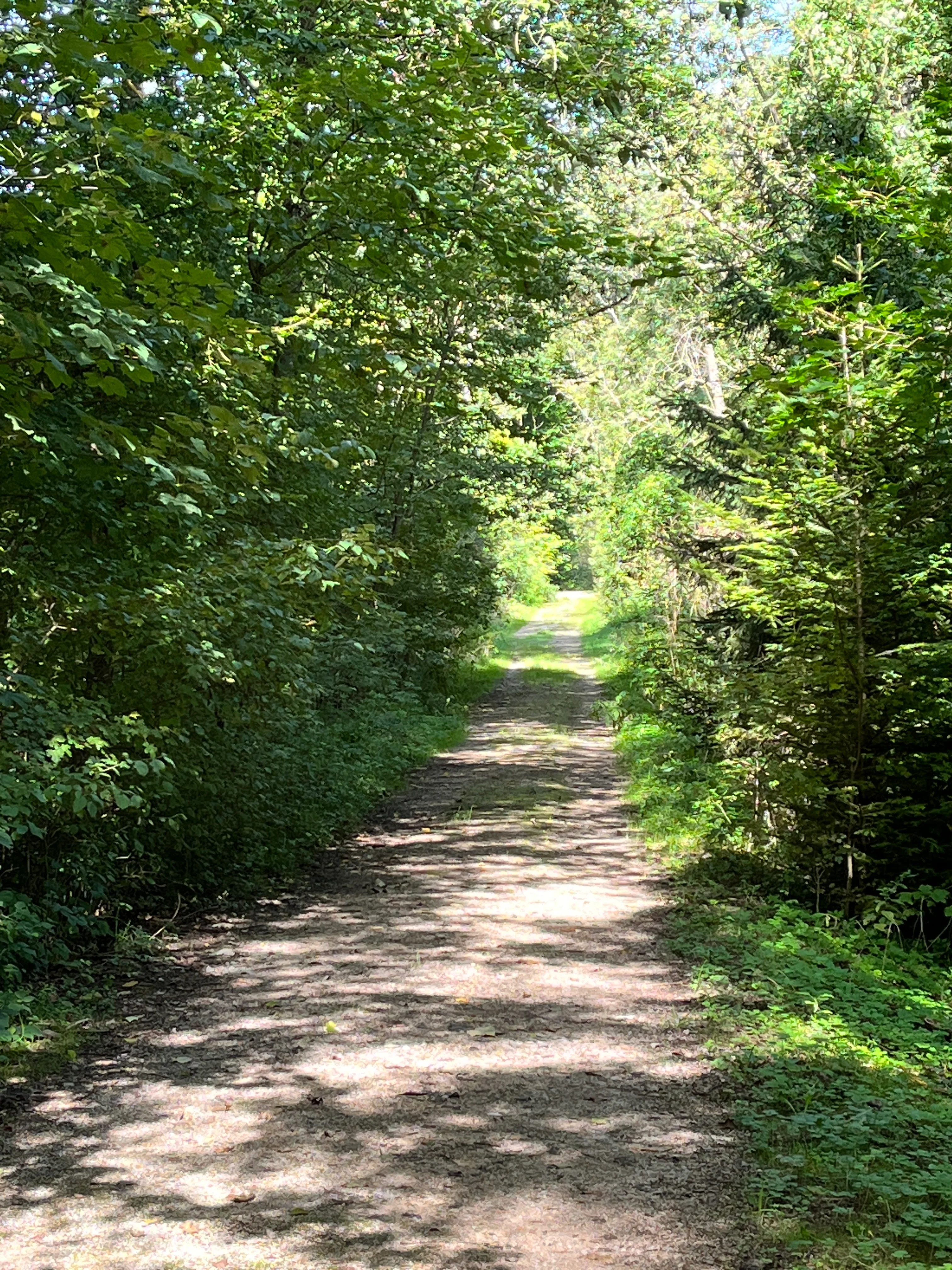 Coaching in Aachen – Waldweg als Symbol für den eigenen Weg
